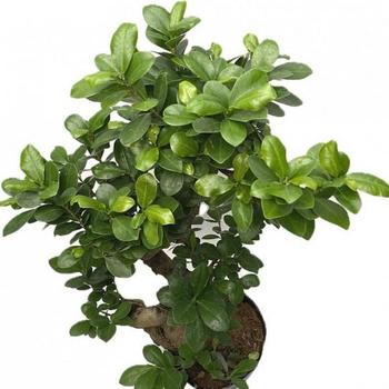 실내 화초 가지마루 펜다 S형 단품 약66cm