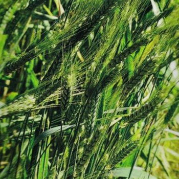 호밀 벼과 웰빙 식물 곡물 씨앗 종자 품종 30g (WFGYCCM)