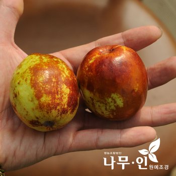 [나무인]대추나무(왕대추/사과대추) 묘목 2개