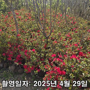 착한가격 나무생각 / 영산홍(베니) / 30cm / 5주