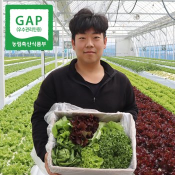 [GAP인증/품질보장] 유럽샐러드 상추 모듬쌈채소 1kg (4-8종) 당일수확 무료배송