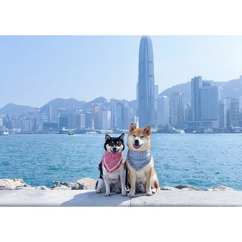 홍콩/마카오 4일 SNS핫플 로컬맛집 식사UP 별빛야경 시내호텔 노쇼핑 꽉찬일정 밤출발