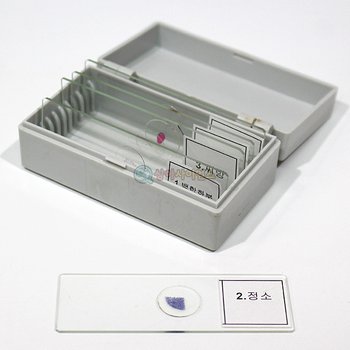 영구프레파라트(생식세포)(5매입) 초등학교 키트 방과후 기자재 부속품