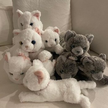 아트박스/콤비니 [선레몬] 무릎인형 고양이 인형 오드아이 SS 사이즈