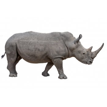 퍼플에듀 멸종위기동물 수업 패키지_02. 검은코뿔소 (기후환경_영어 버전) 1161859