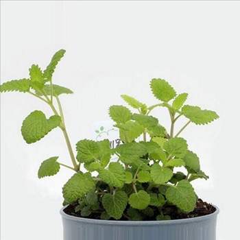 레몬 밤 식물 간편 재배 반려 실내 정원 가꾸기