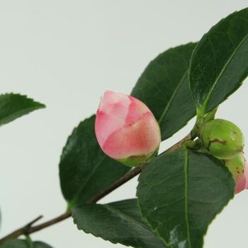 서향 향 동백나무 15cm 중형 겨울꽃 핑크꽃 동백 생화 반려식물