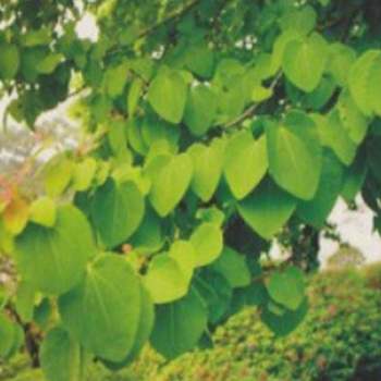 계수나무식물씨 500립 식물 계수나무품종종자 계수나무씨앗 종자