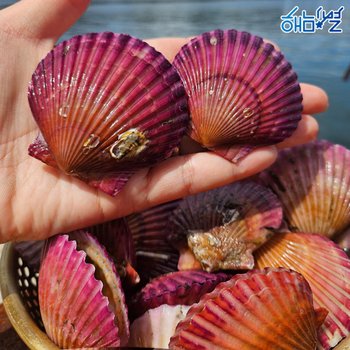 해남별 통영 세척 홍가리비 2kg(60미 내외)