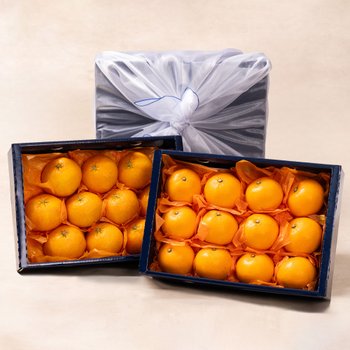 [SSG상품권증정이벤트][바로배송/고급보자기포장]제주과일 2종 선물세트(레드향 3kg+천혜향 3kg)