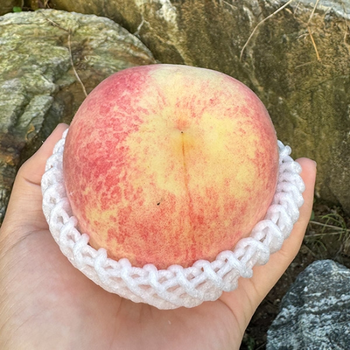 국내산 설아<b>복숭아</b> 1kg