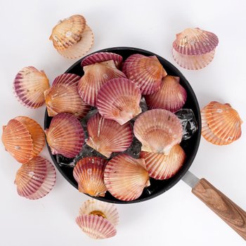 통영 제철 홍가리비 2kg  / 통영직송