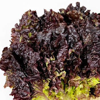 새벽시장/당일출고 국내산 꽃상추 쌈채소 샐러드채소 상추 1kg