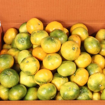제주 가정용 하우스 감귤 10kg(박스포함) 대과 [P]