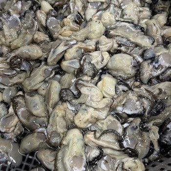 바다담은 햇 생굴 1kg