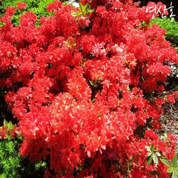 영산홍(철쭉) 키40cm(분) 5주
