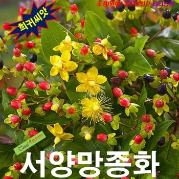 (희귀씨앗) 꽃꽃이단골 하이페리쿰 (서양망종화) 15립