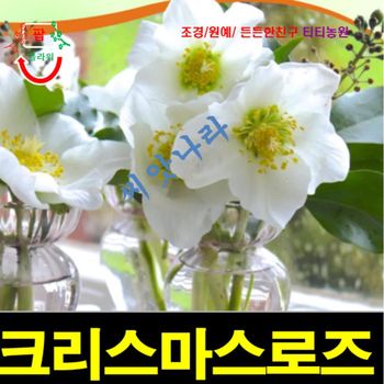 (씨앗나라) 바람의 종 캄파눌라 켄터베리 벨 핑크로즈 씨앗 15립 야생화 꽃씨 허브씨앗