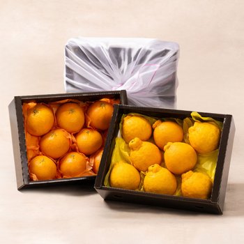 [SSG상품권증정이벤트][바로배송/고급보자기포장]제주과일 2종 선물세트(레드향 2kg+한라봉 2kg)