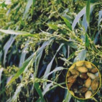 율무씨앗 의이인 약용식물 차 율무종자 의이인약용식물 율무차씨 종자판매 초본식물 벼과 차류