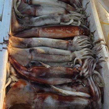 남해 생물 오징어 1kg 4-6미 횟감오징어 초코오징어 산 오징어 회 생오징어 활오 (S50372016)
