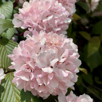 그루담다 분홍 설구화 핑크오데마리 묘목 3치 포트