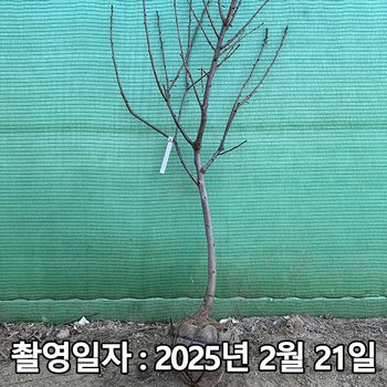 [오늘출발] 착한가격 나무생각 / 감나무 / 태추단감 / 4년생 / 결실주