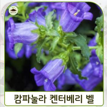 (씨앗나라) 바람의 종 캄파눌라 켄터베리 벨 블루 씨앗 15립