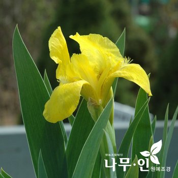 [나무인] 노랑꽃창포 포트묘  10개