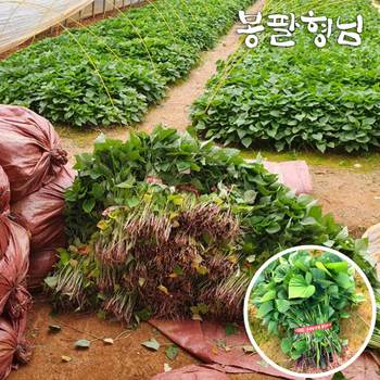 밤고구마모종 20kg 고구마싹