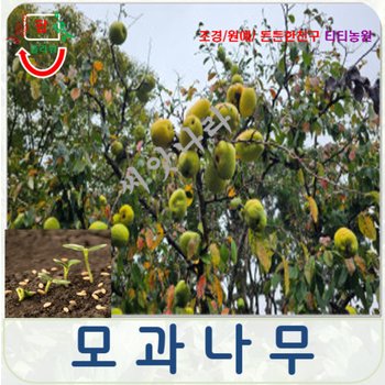 유실수씨앗/모과나무씨앗- 50립