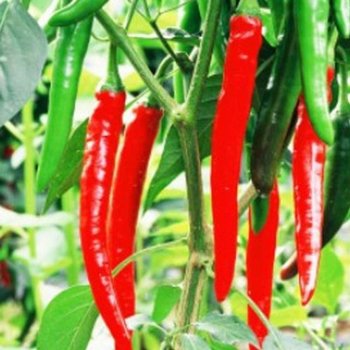 고품질 두배따고추 다수확 적 풋 고추 품종 종자 씨앗 100립 WFGYUT9