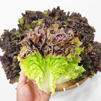 농장 산지직송 꽃상추 적상추 4kg