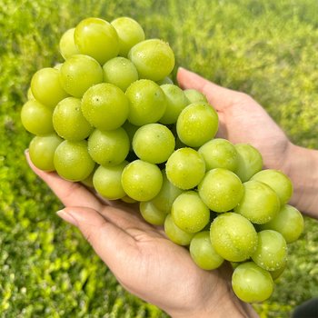 [이푸른] 국내산 16brix 이상 당도선별 샤인머스켓 2kg 3수