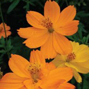 150립 종자 야생화정원씨앗 꽃씨종자 황코스모스 정원 꽃씨 (WFK0C27)