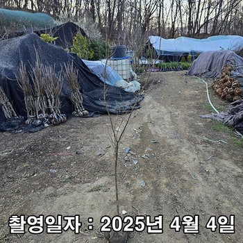 착한가격 나무생각 / 청단풍 / 실생4년 / 1m~1.2m
