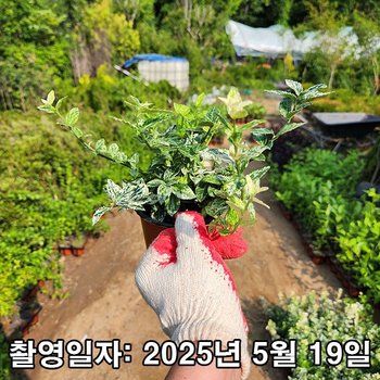 착한가격 나무생각 / 무늬사철 / 할레퀸 사철 / 4치 포트