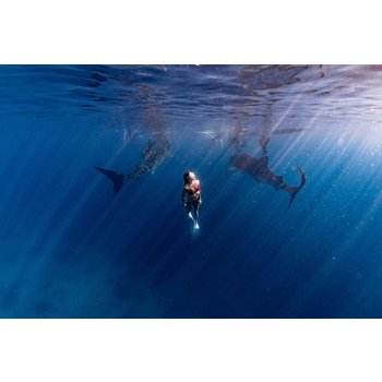 세부 4일 차박 머큐어막탄(구.벨몬트)2박 오슬롭고래상어스노클링 패스트트랙 모알보알 선셋낭만투어 전신마사지 특식3회