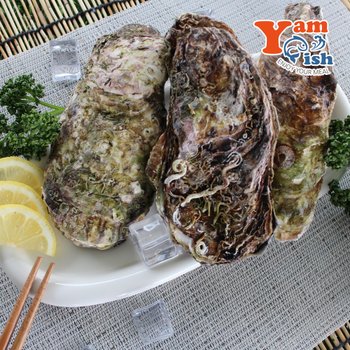 국내산 삼배체굴 석화 큰굴 생굴 1kg