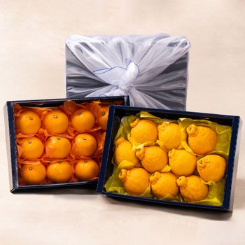 [SSG상품권증정이벤트][바로배송/고급보자기포장]제주과일 2종 선물세트(한라봉 3kg+천혜향 3kg)