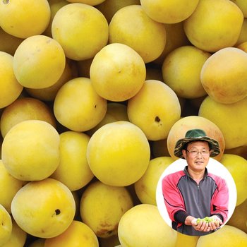 [6월22일부터 순차출고] 하동 새비골 농원 황매실 대 10kg