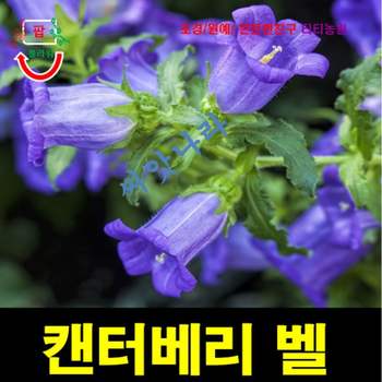 (씨앗나라) 바람의 종 캄파눌라 켄터베리 벨 블루 씨앗 15립 야생화 꽃씨 허브씨앗